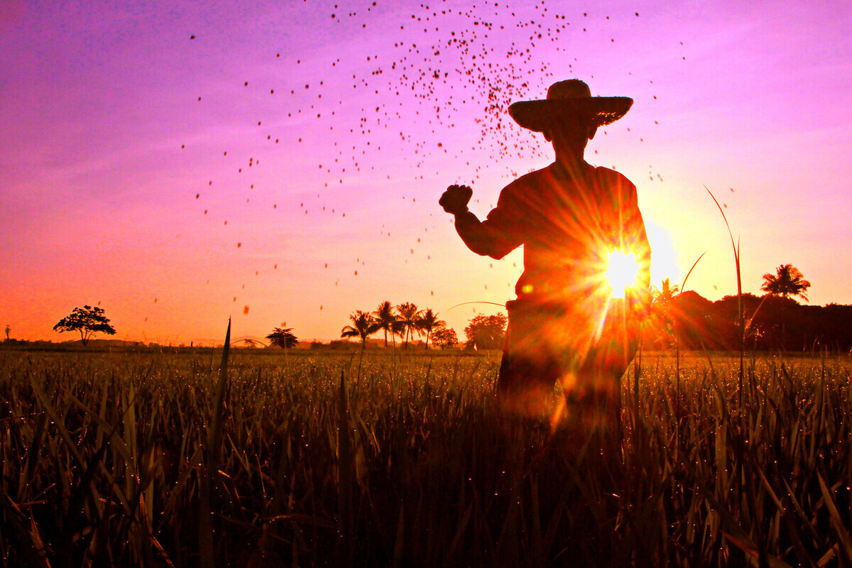 Farmer putting fertilizers on his rice field at the early morning.