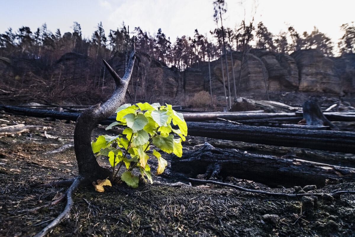 The first greenery appears just a few weeks after a devastating forest fire in Bohemian Switzerland.