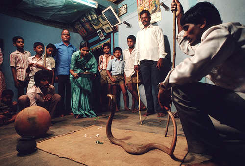 King cobras in Thailand: why some villagers worship the snake and others  drink its blood