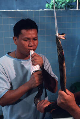 King cobras in Thailand: why some villagers worship the snake and others  drink its blood